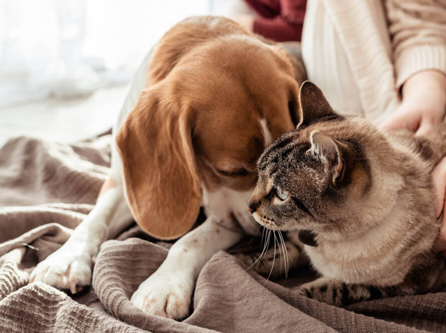 cachorro, fazendo um carinho em um gato e ambos estando envolvidos em uma manta